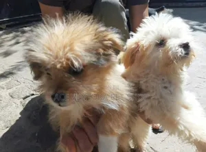 Photo - 1-3 months Male Purebred Maltese