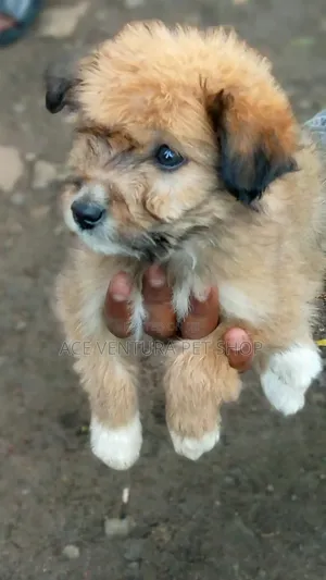 1-3 months Male Purebred Maltese