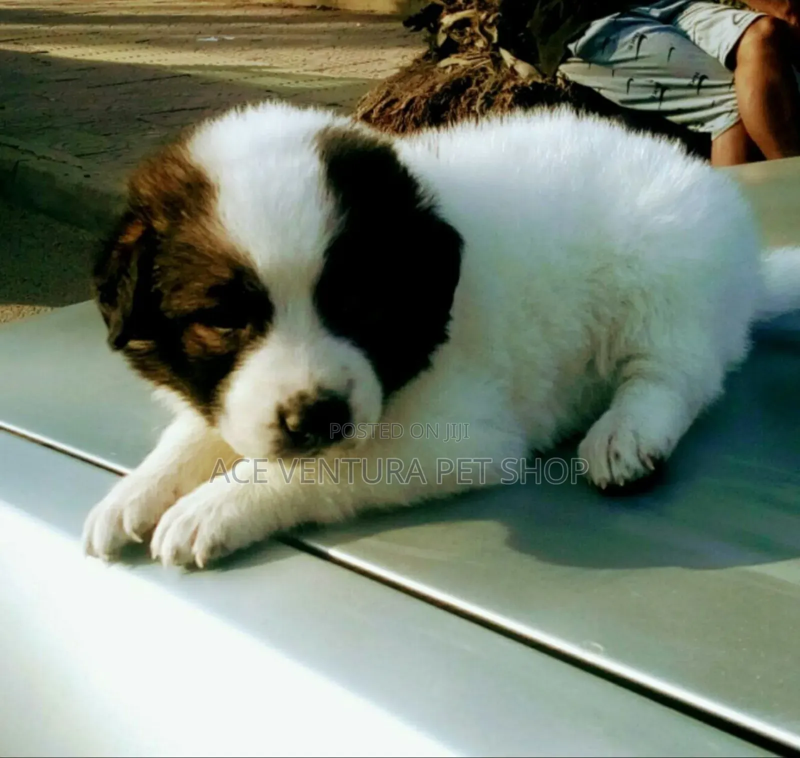1-3 months Male Purebred Maltese