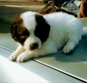 Photo - 1-3 months Male Purebred Maltese