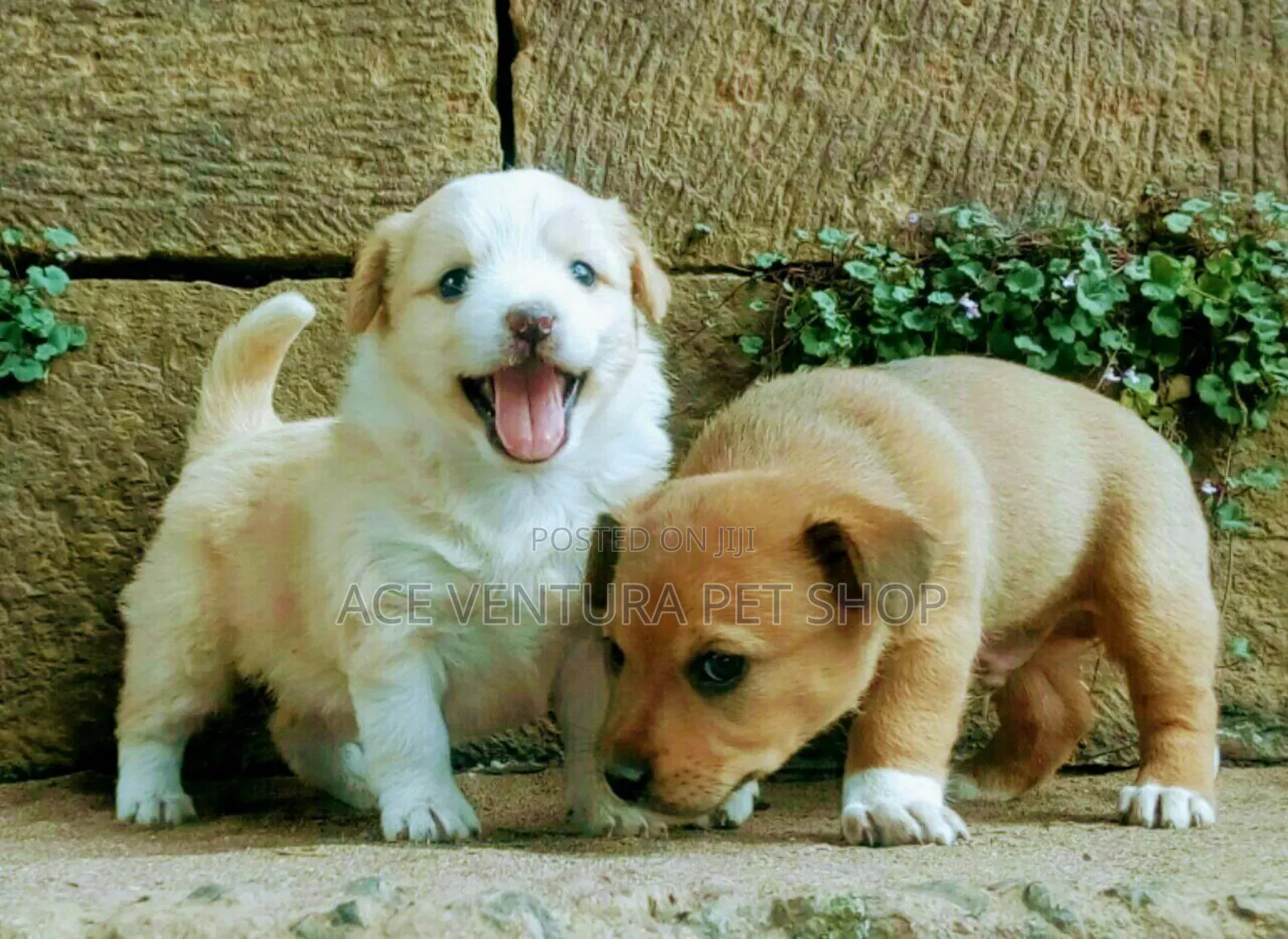 1-3 months Male Purebred Maltese