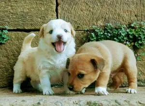 Photo - 1-3 months Male Purebred Maltese