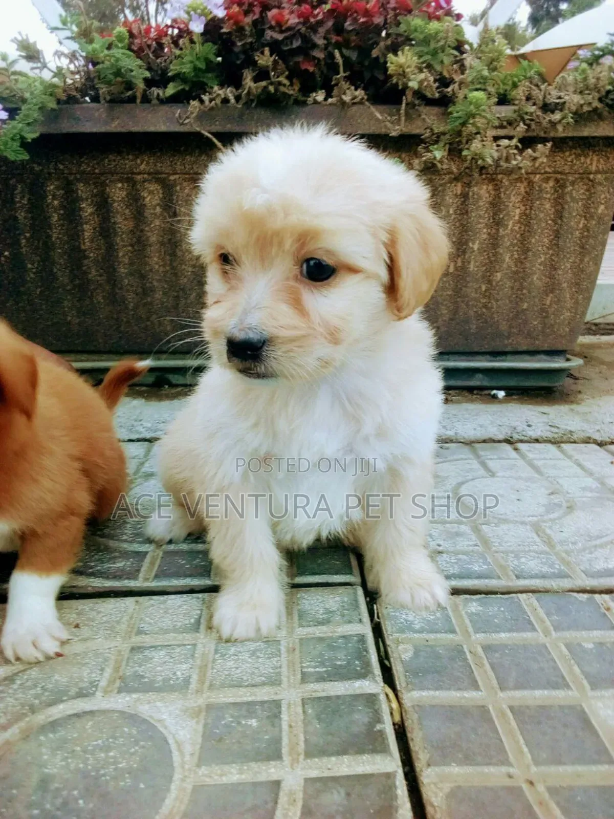 1-3 months Male Purebred Maltese