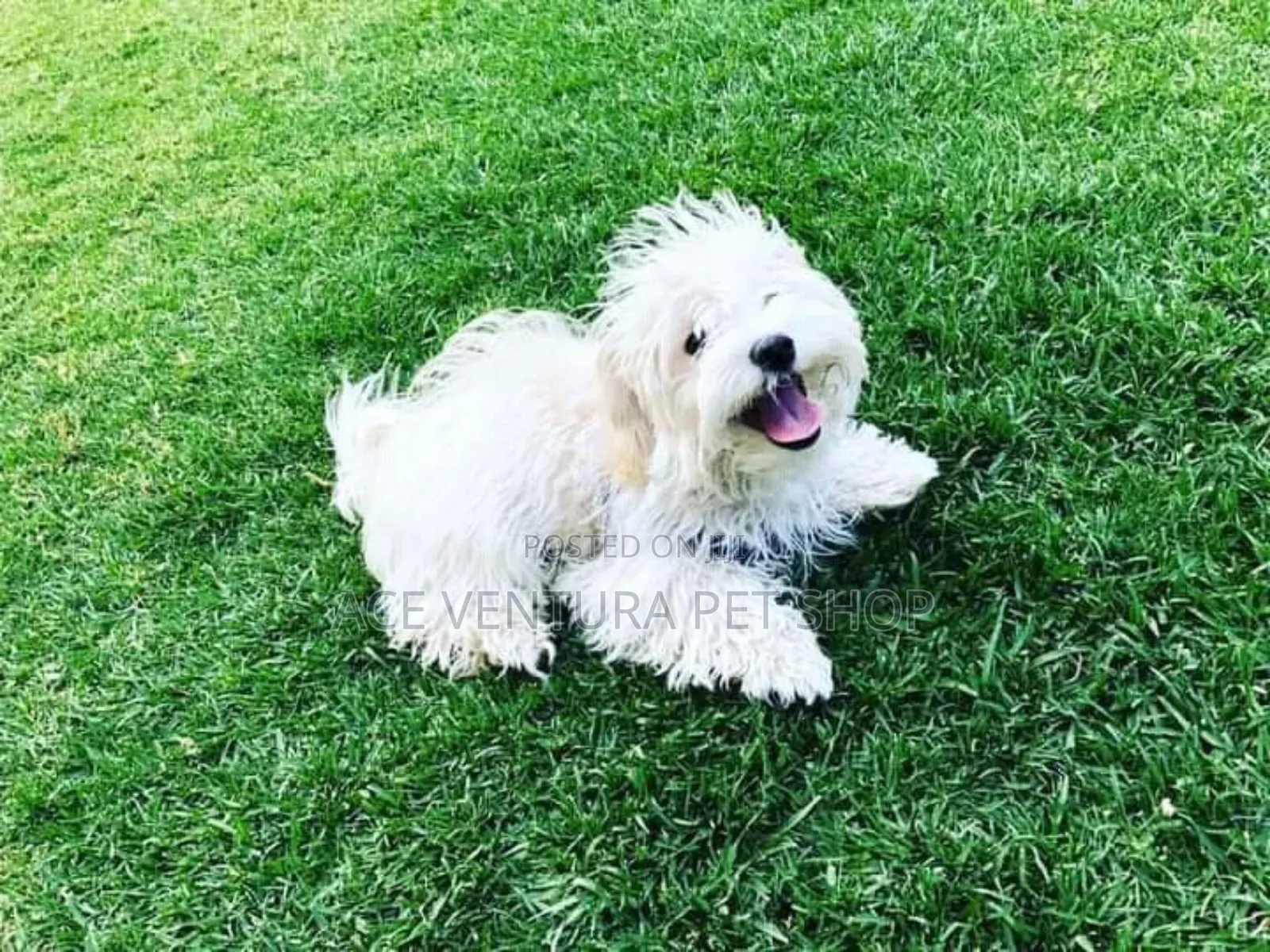 1-3 months Male Purebred Maltese