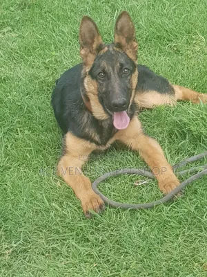 Photo - 1-3 months Male Purebred German Shepherd