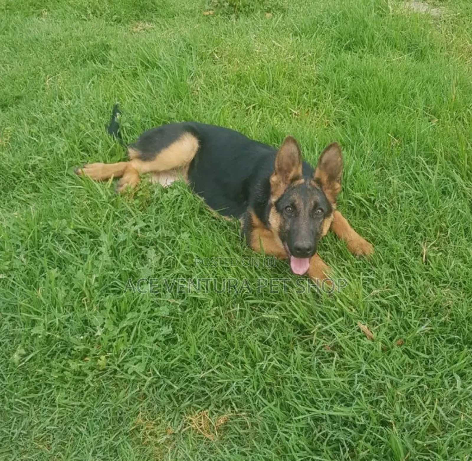 1-3 months Male Purebred German Shepherd