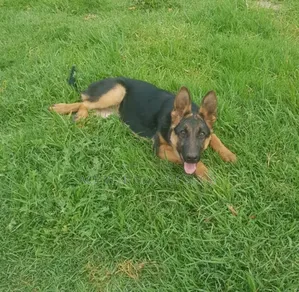 1-3 months Male Purebred German Shepherd