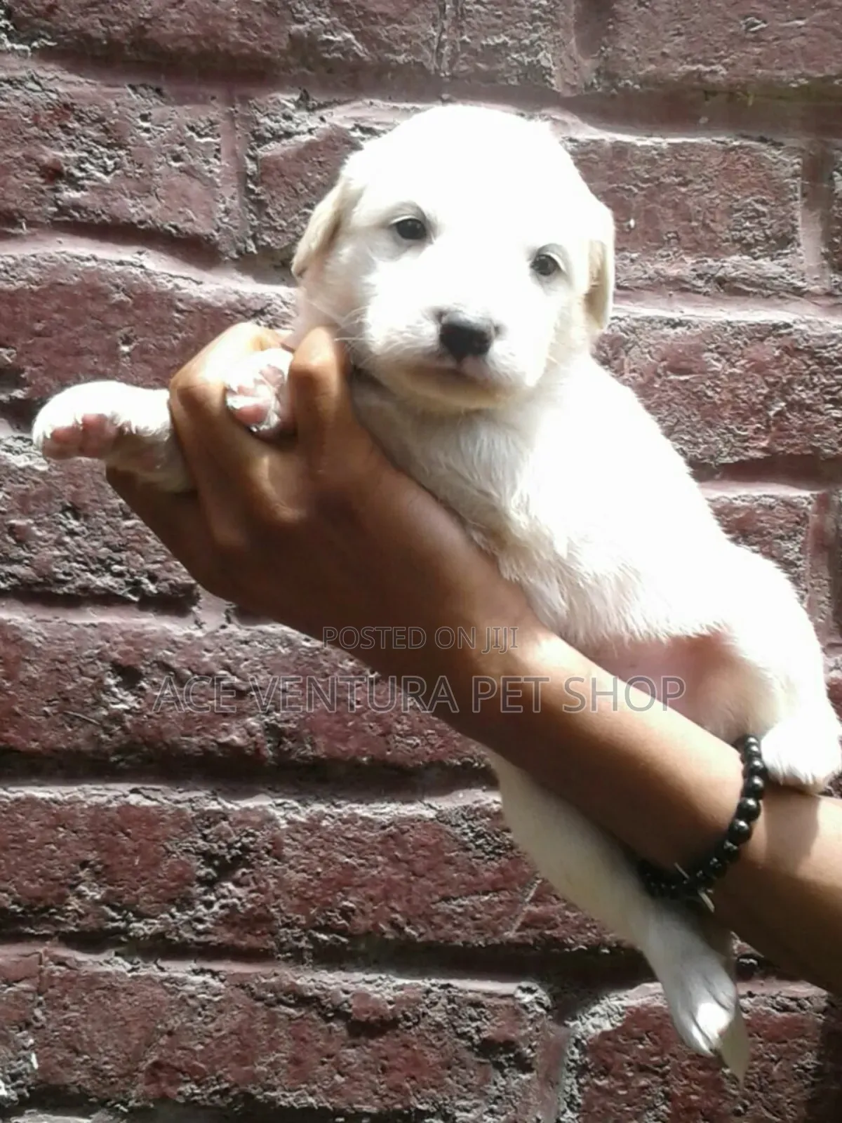 1-3 months Male Purebred Maltese