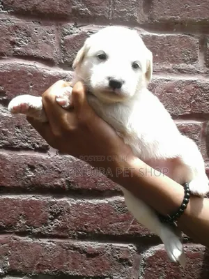 Photo - 1-3 months Male Purebred Maltese