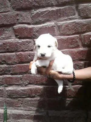 1-3 months Male Purebred Maltese