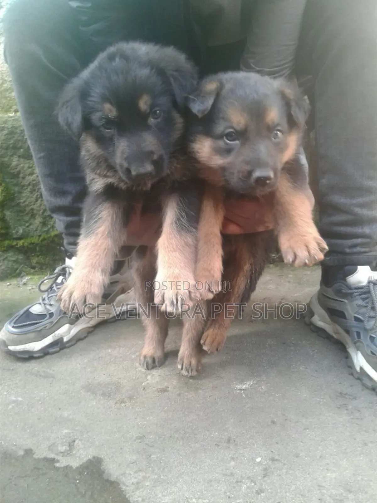 1-3 months Male Purebred German Shepherd