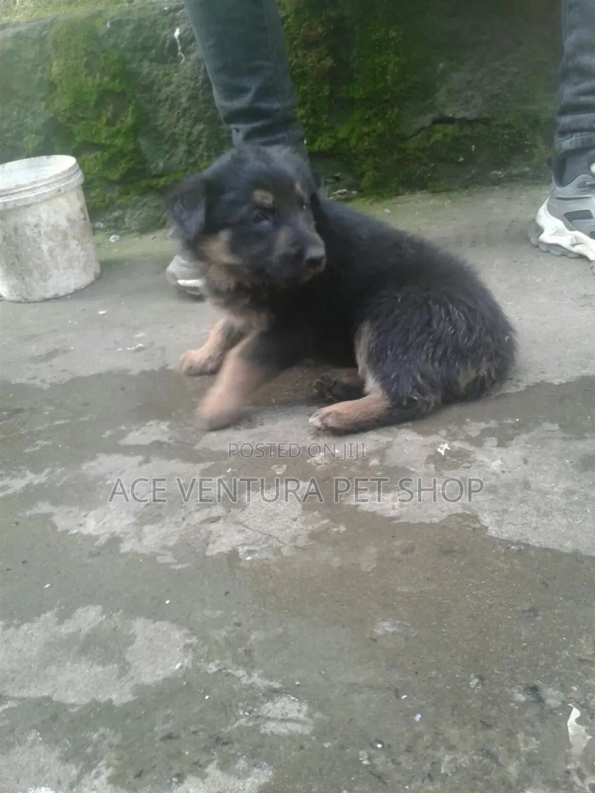 1-3 months Male Purebred German Shepherd