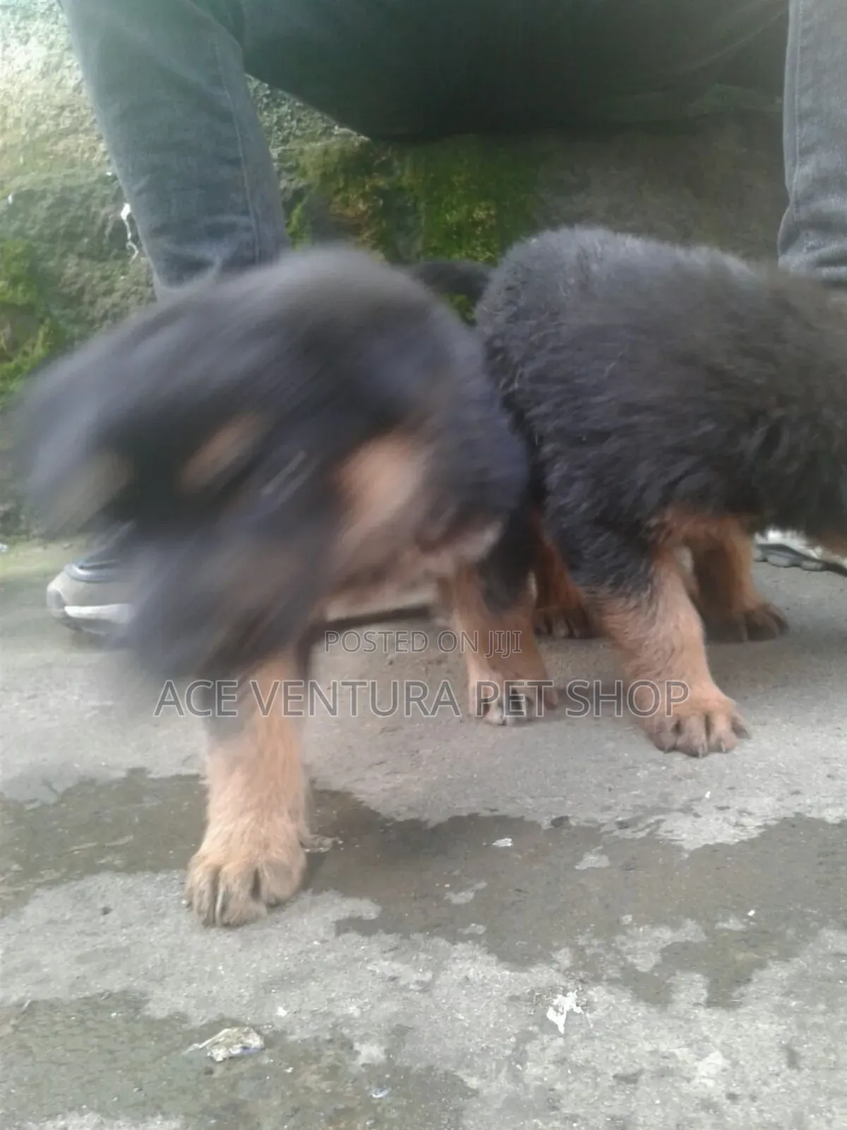 1-3 months Male Purebred German Shepherd