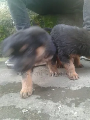 1-3 months Male Purebred German Shepherd