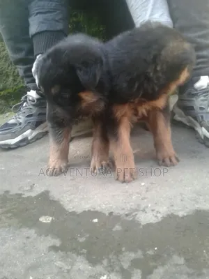 1-3 months Male Purebred German Shepherd