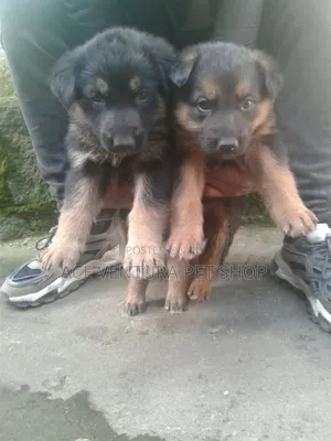 1-3 months Male Purebred German Shepherd