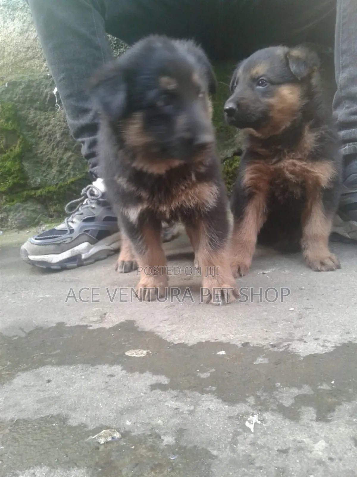 1-3 months Male Purebred German Shepherd