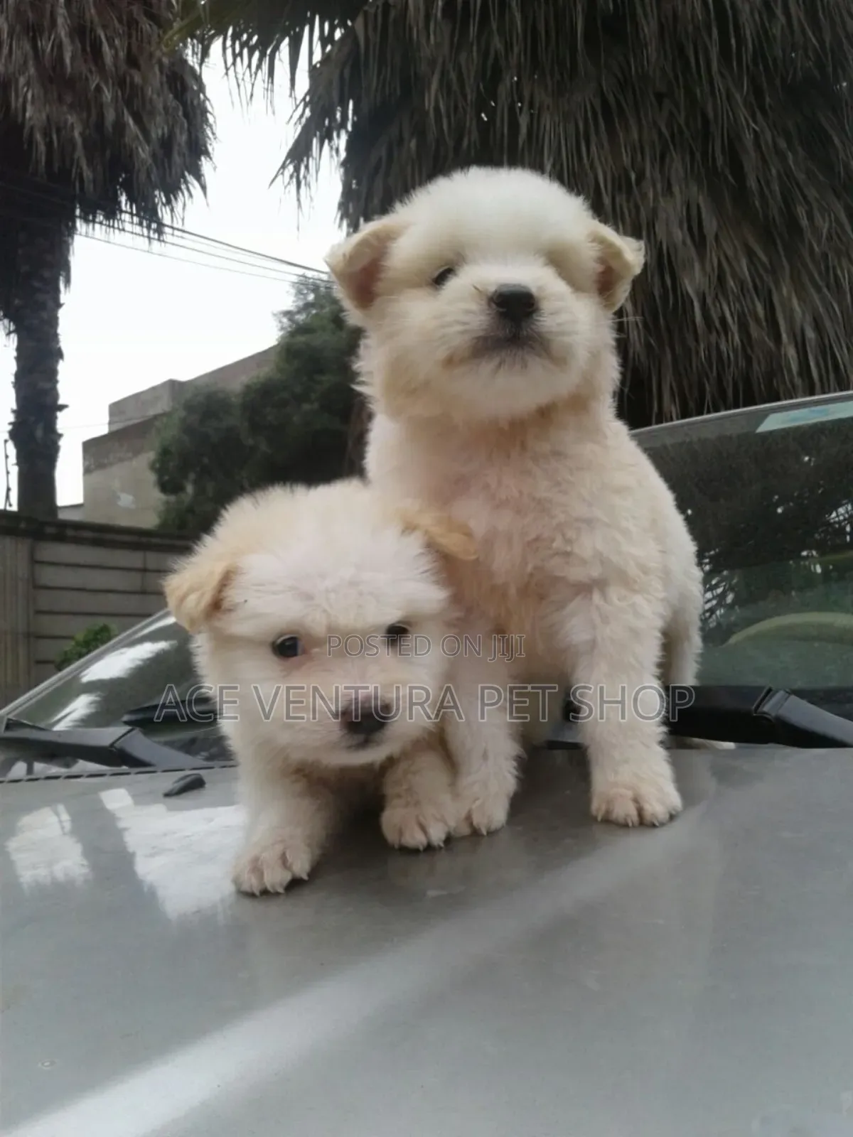 1-3 months Male Purebred Maltese