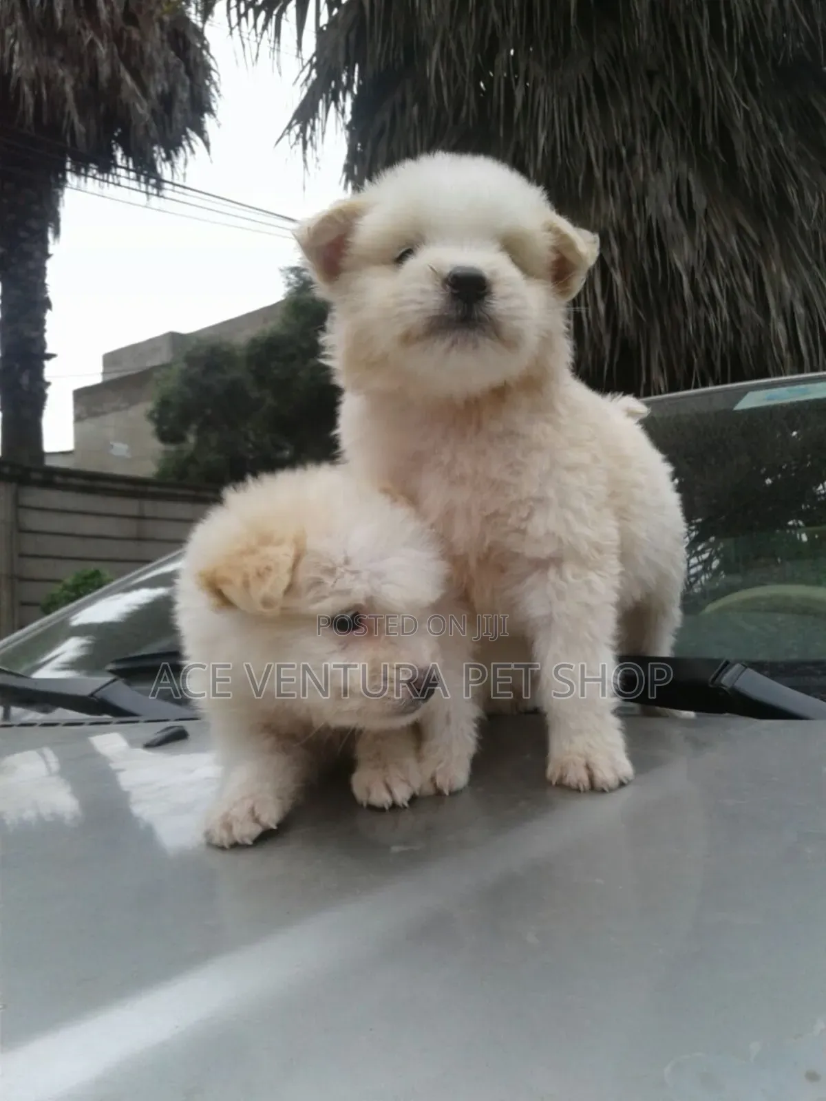 1-3 months Male Purebred Maltese