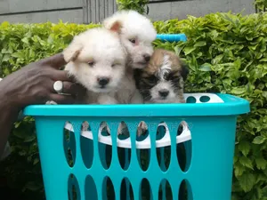 1-3 months Male Purebred Maltese