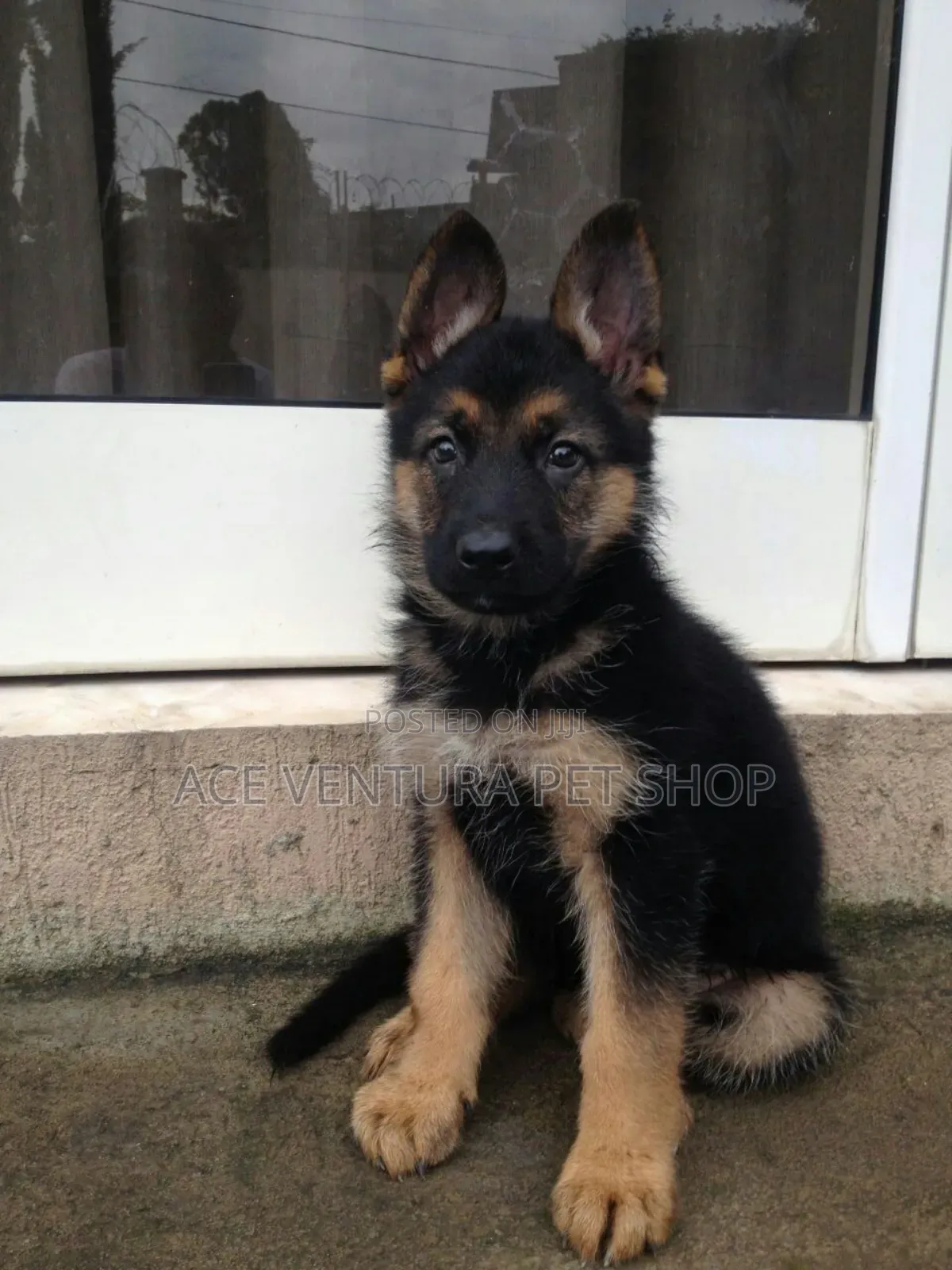 1-3 months Male Purebred German Shepherd