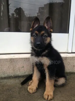 1-3 months Male Purebred German Shepherd