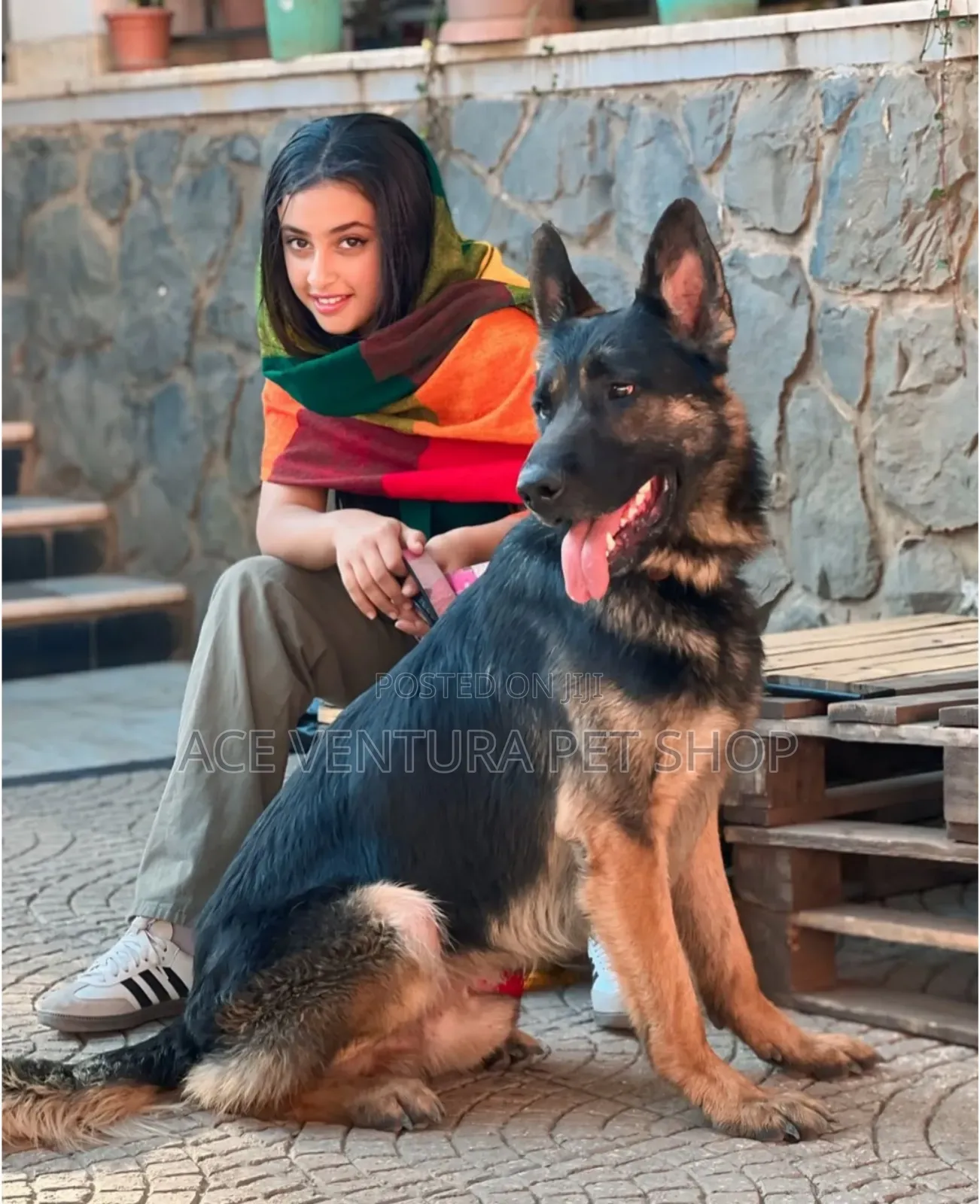 1-3 months Male Purebred German Shepherd