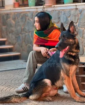 1-3 months Male Purebred German Shepherd