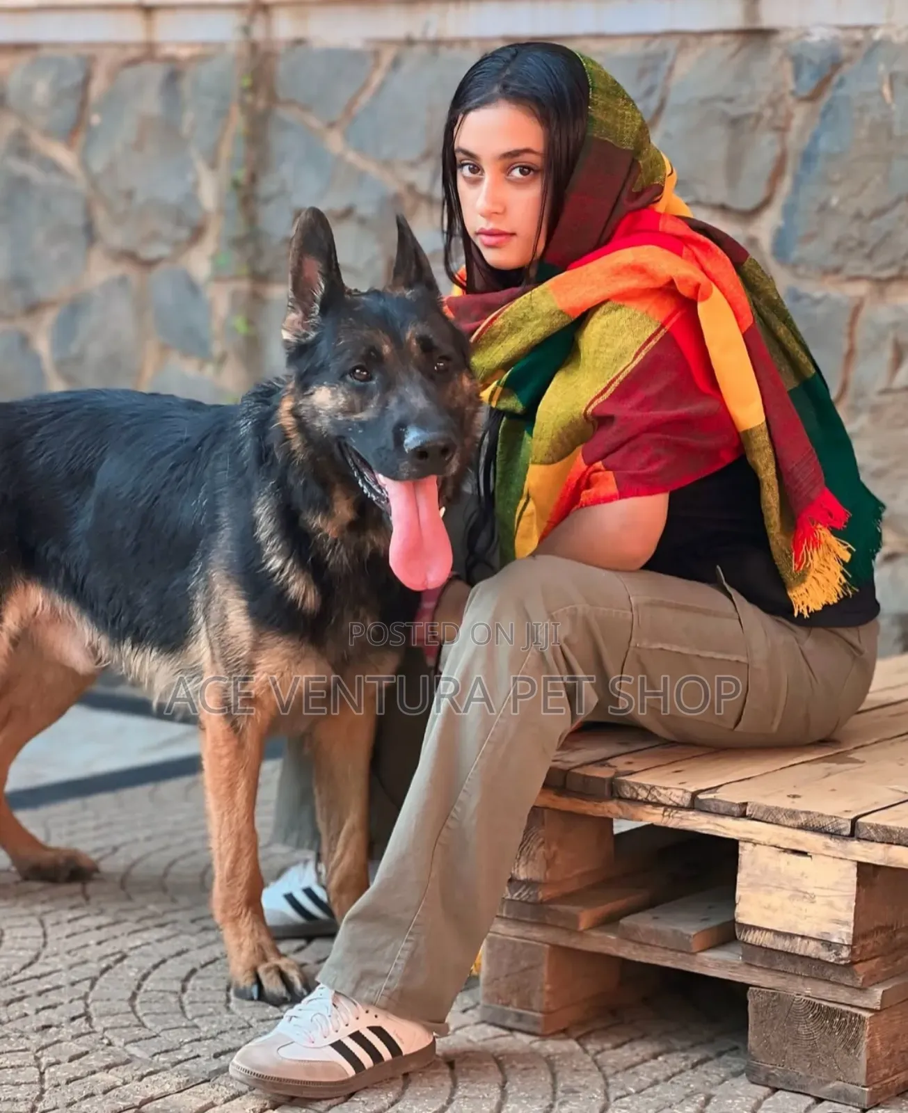 1-3 months Male Purebred German Shepherd