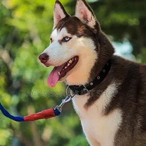 Photo - 1-3 months Male Purebred Siberian Husky