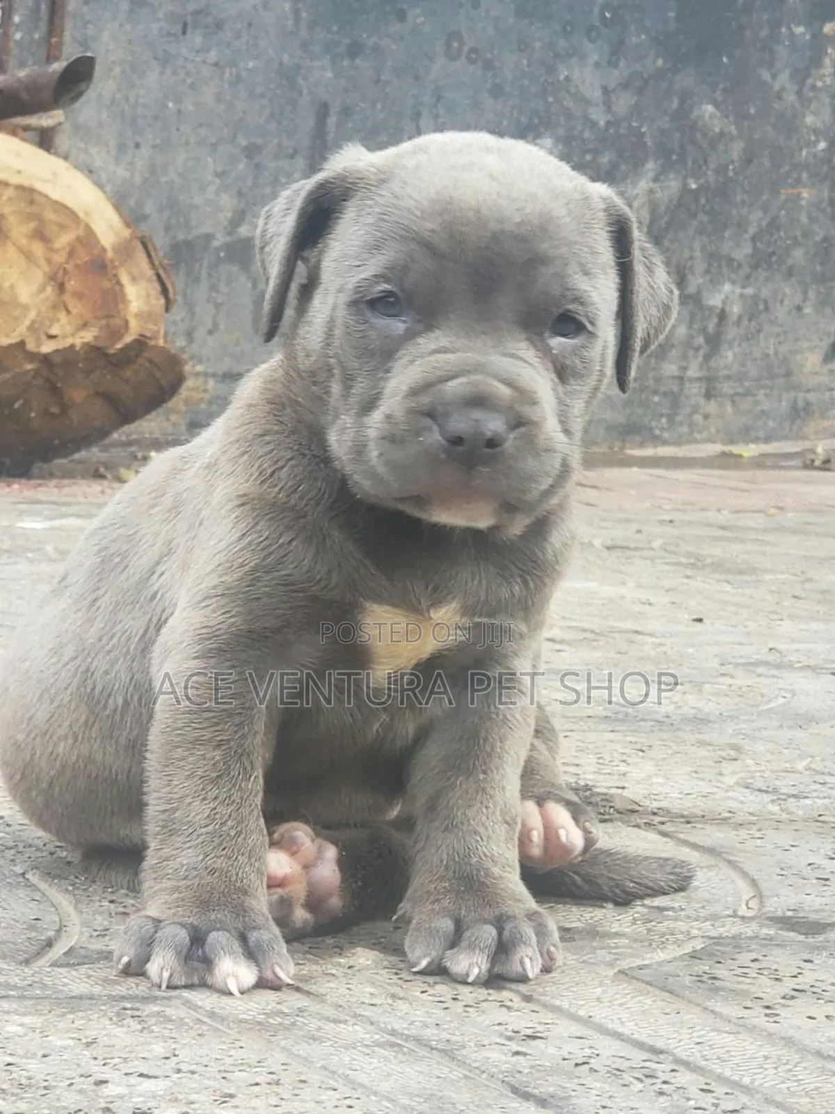 1-3 months Male Purebred American Pit Bull Terrier