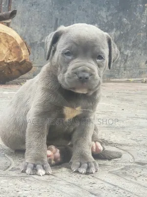 Photo - 1-3 months Male Purebred American Pit Bull Terrier