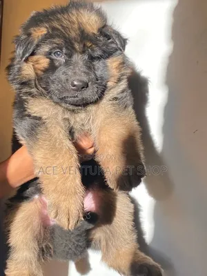 Photo - 1-3 months Male Purebred German Shepherd
