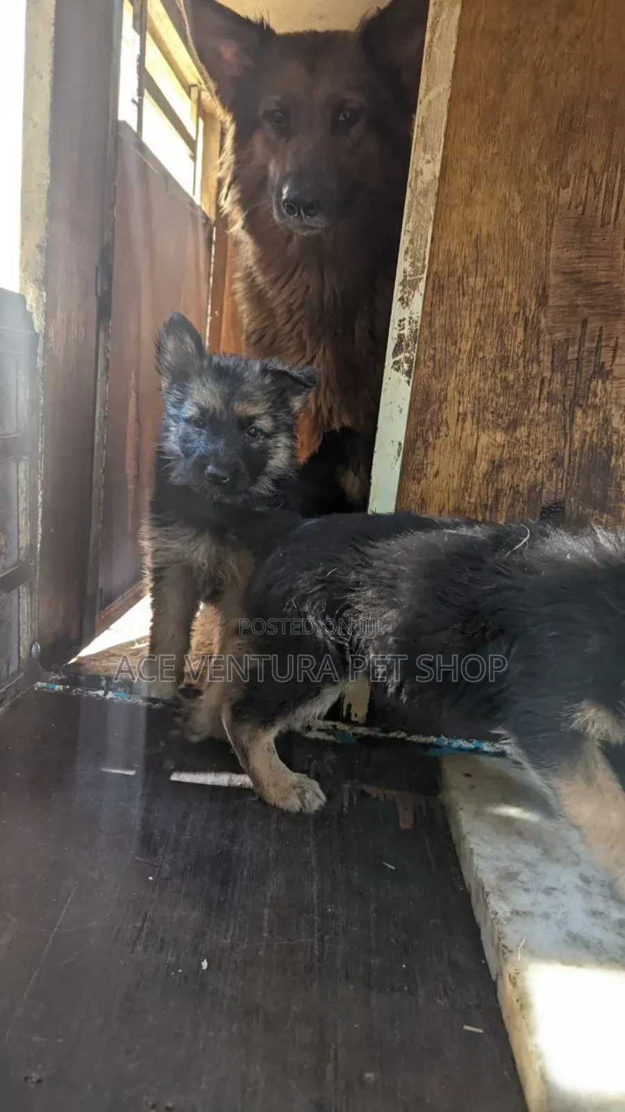 1-3 months Male Purebred German Shepherd