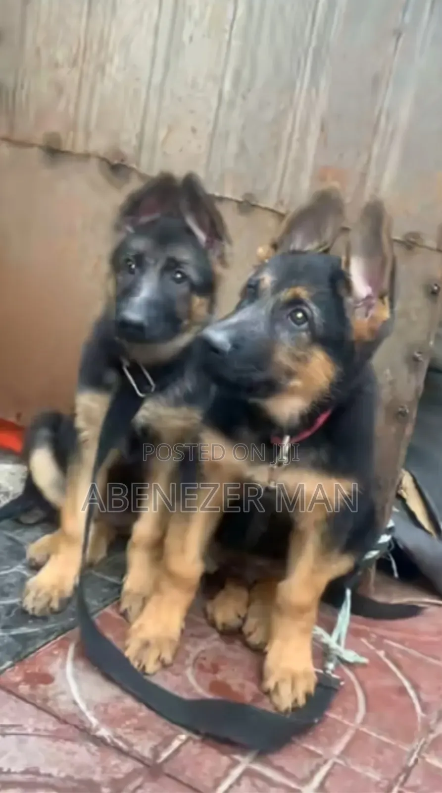 1-3 months Female Purebred German Shepherd