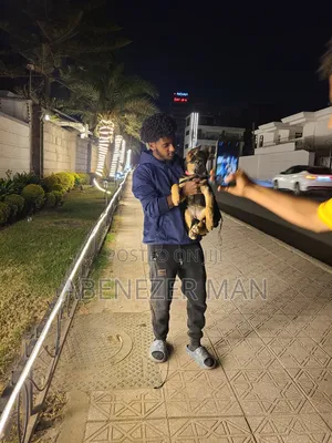 1-3 months Female Purebred German Shepherd