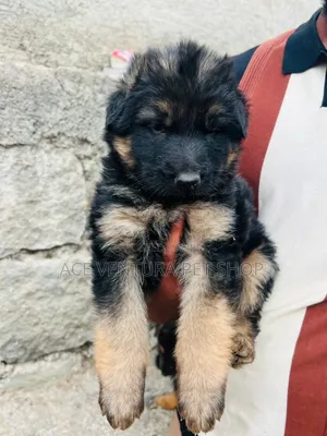 Photo - 1-3 months Male Purebred German Shepherd