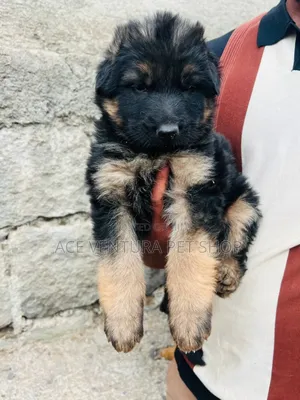 1-3 months Male Purebred German Shepherd