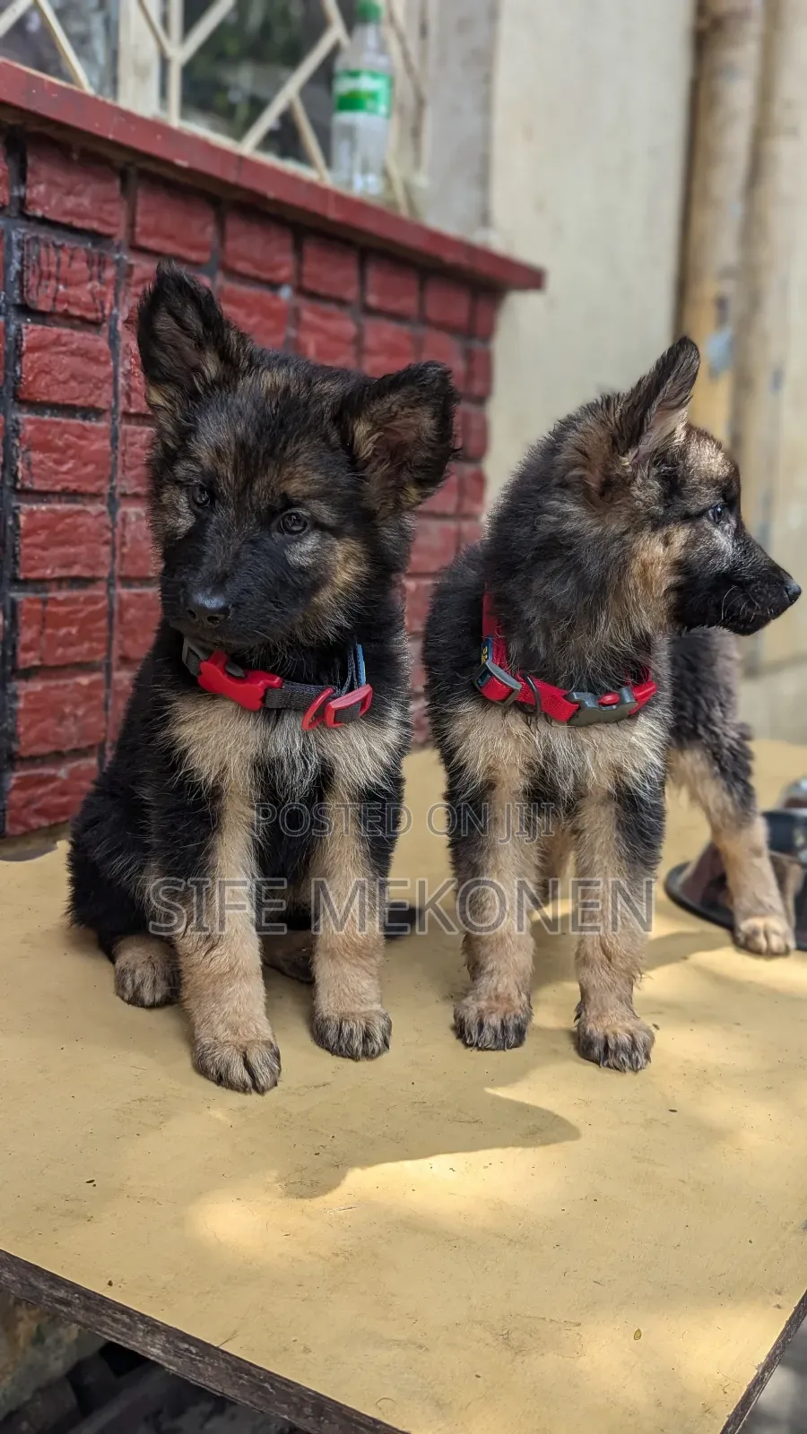 1-3 months Male Purebred German Shepherd