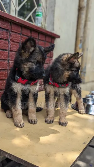 1-3 months Male Purebred German Shepherd