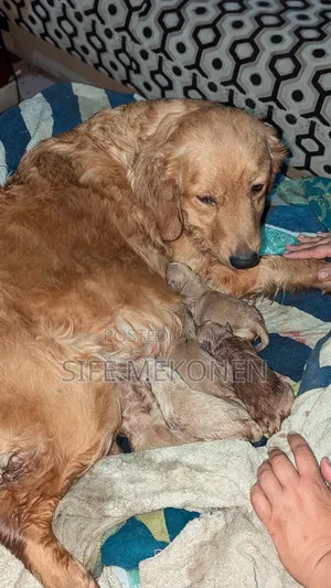 Photo - 1-3 months Male Purebred Golden Retriever