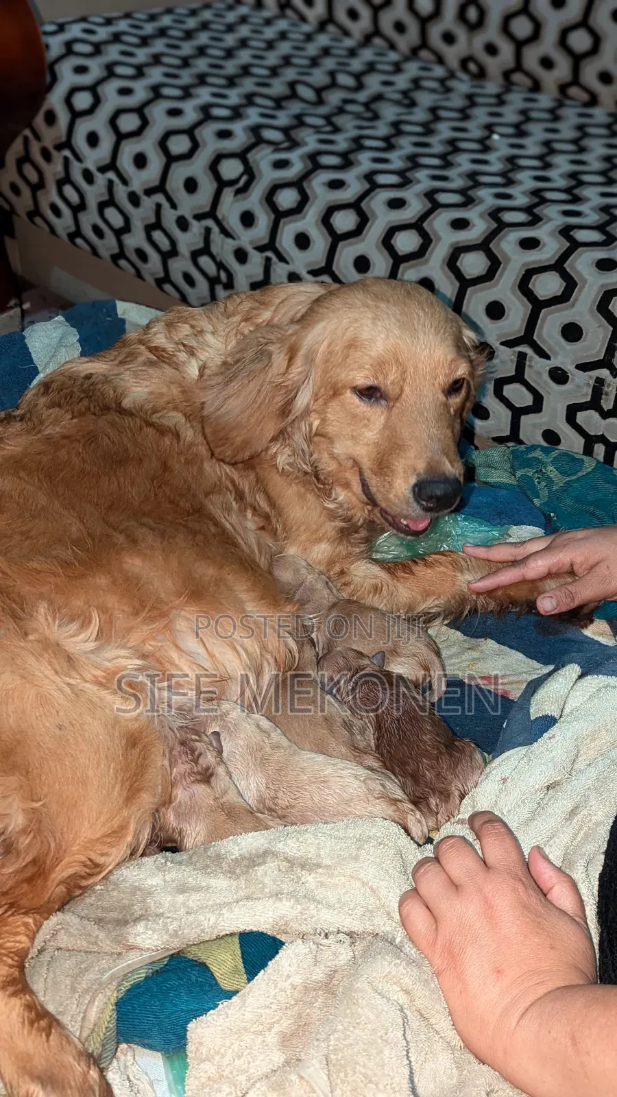 1-3 months Male Purebred Golden Retriever