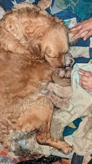 1-3 months Male Purebred Golden Retriever