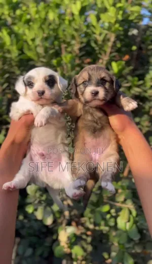 Photo - 1-3 months Male Purebred Maltese