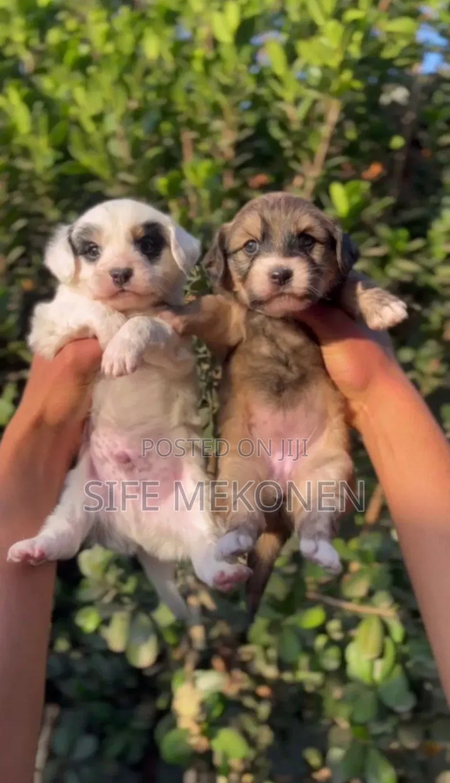 1-3 months Male Purebred Maltese