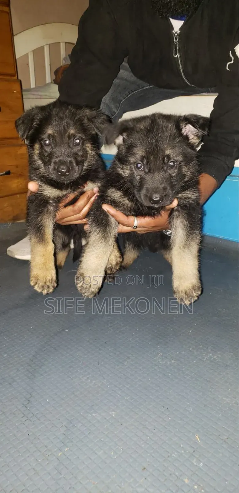1-3 months Male Purebred German Shepherd