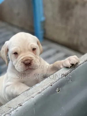 Photo - 1-3 months Female Purebred Bullmastiff