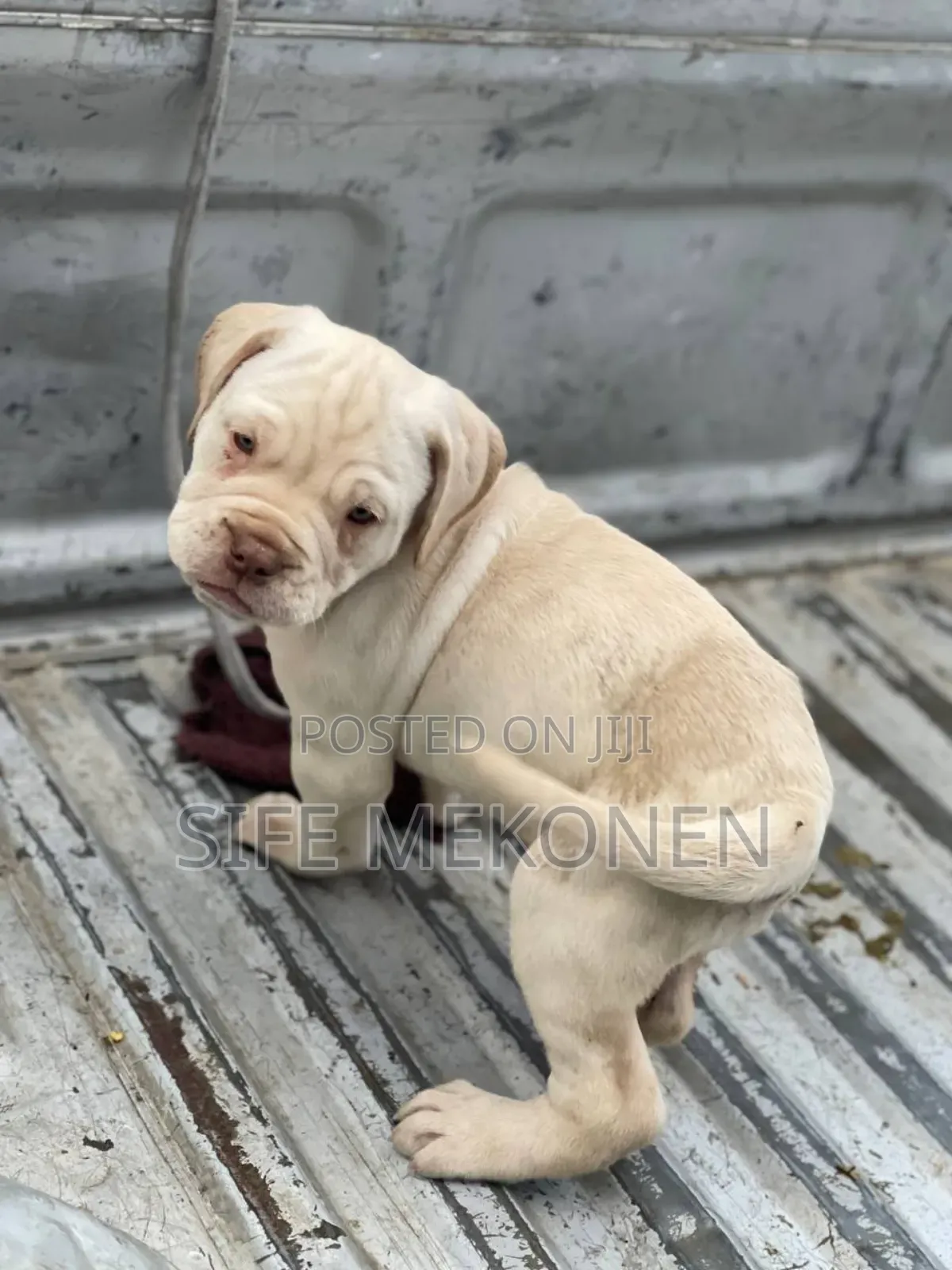 1-3 months Female Purebred Bullmastiff