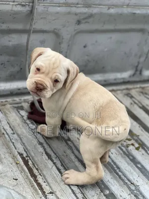 1-3 months Female Purebred Bullmastiff