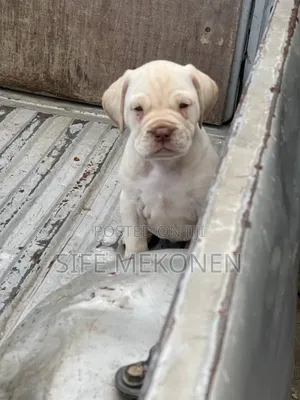 1-3 months Female Purebred Bullmastiff